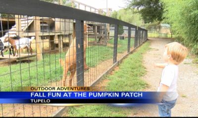 Outdoor Adventures with Chelsea: Tupelo Buffalo Park Pumpkin Patch