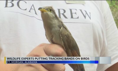 A close look at birds passing through the Gulf Coast (photos)