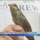 A close look at birds passing through the Gulf Coast (photos)