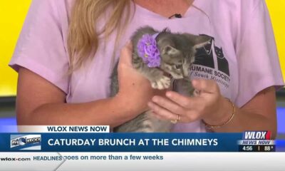 Caturday Brunch benefitting Humane Society of South Mississippi