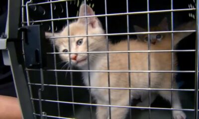 SPCA Wake County takes second round of animals rescued from Asheville