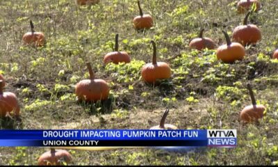 Pumpkin patch season arrives as harder season limits growth