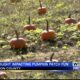 Pumpkin patch season arrives as harder season limits growth