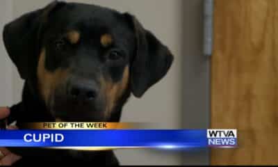 Pet of the Week: Cupid