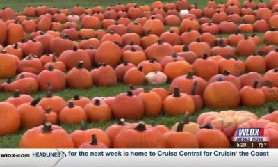 Pumpkin Patch returns to Pascagoula, more than 1,000 pumpkins on display for purchase