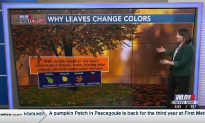 Weather Why: Why do the leaves change colors?