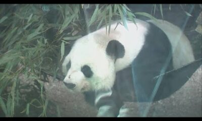 Giant Pandas leaving Zoo Atlanta: Panda-palooza event bids them farewell