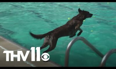 Little Rock Animal Village hosts 'Doggie Paddle Day' fundraiser