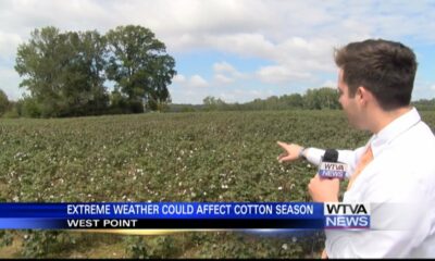 Mississippi’s cotton harvest draws near