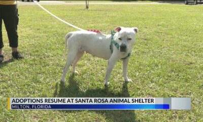 Santa Rosa County Animal Services dog adoptions partially reopened following bacterial illness — wha