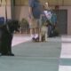 The East Central Mississippi Kennel Club Offers Dog Obedience Classes