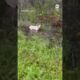 Florida state trooper rescues dog tied up ahead of Hurricane Milton