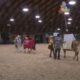 Exhibitors and cow duos wow judges in Pretty Cow Contest