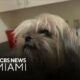 Dog rescued from Hurricane Milton rubble reunites with family