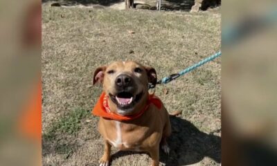 KPRC 2 Pet Project: Meet Betty Boop, the sweet pup patiently waiting for her furever family