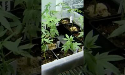 What would Issue 3 mean for medical marijuana access in Arkansas?