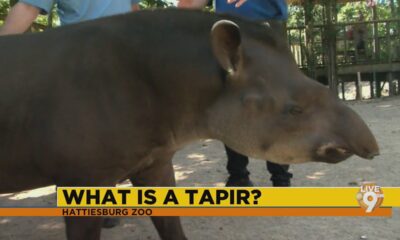 Hattiesburg Zoo: Tapir