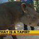 Hattiesburg Zoo: Tapir