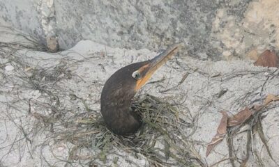 Florida seabirds nearly buried alive by storm surge rescued by Good Samaritans