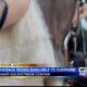 Outdoor Adventures with Chelsea: Horseback riding at Brewer Equestrian Center