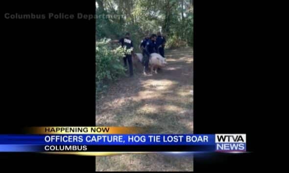 Police pursued prodigious pig in Columbus