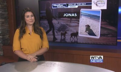 Dog Walk Forecast for Oct 17 – Jonas