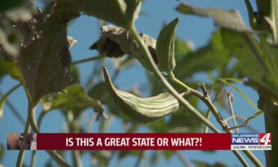 Claremore gardener grew okra that’s now approaching world record height