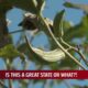 Claremore gardener grew okra that’s now approaching world record height