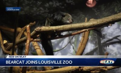 Louisville Zoo welcomes new rare bearcat Bianca