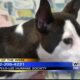 Pet of the Week: Matilda