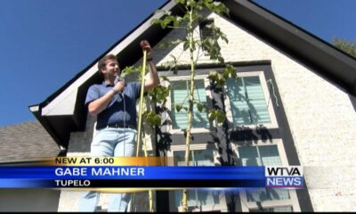 Tupelo family close to breaking record for tallest okra plant