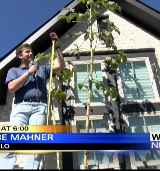 Tupelo family close to breaking record for tallest okra plant