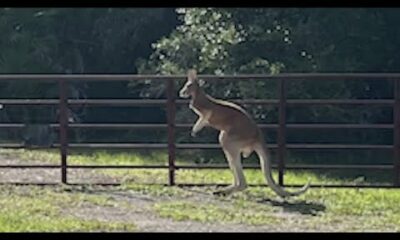 Kangaroo on the loose in Florida