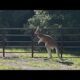 Kangaroo on the loose in Florida