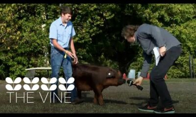 Arkansas State Fair food & wrangling pigs | The Vine Rewind