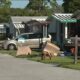 Florida mobile home residents getting eviction notices on top of storm damage