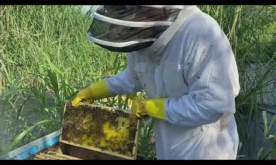 South Florida beekeeper removes nuisance hives, relocates them to a bee rescue in Homestead