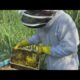 South Florida beekeeper removes nuisance hives, relocates them to a bee rescue in Homestead