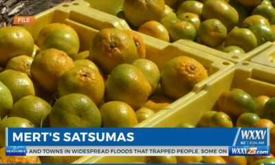 WXXV’s Everett Ganier Jr. is live at Mert’s Satsumas