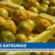 WXXV’s Everett Ganier Jr. is live at Mert’s Satsumas