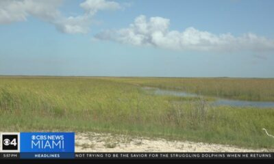 “Invasive Catfish Condos” make homes in Florida waters