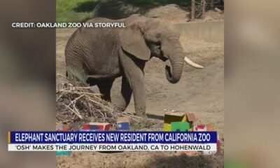 Elephant sanctuary receives new resident from California zoo