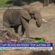 Elephant sanctuary receives new resident from California zoo