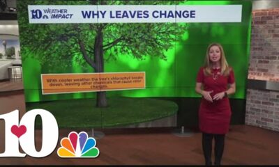 Weather Wednesday: Why Leaves Change