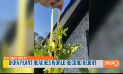 Tall okra plant in Tupelo breaks world record