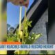 Tall okra plant in Tupelo breaks world record