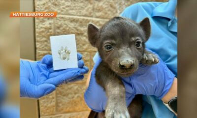 Update on the Hattiesburg Zoo's hyena cub