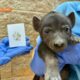 Update on the Hattiesburg Zoo's hyena cub