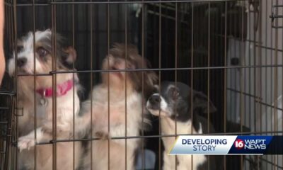 Dozens of dogs, several horses seized in animal cruelty investigation