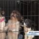 Dozens of dogs, several horses seized in animal cruelty investigation